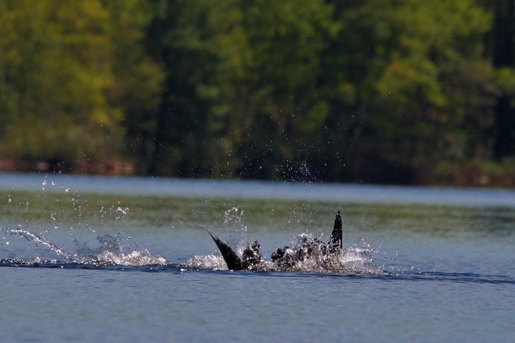 Loons May 18 216 (1280x854)