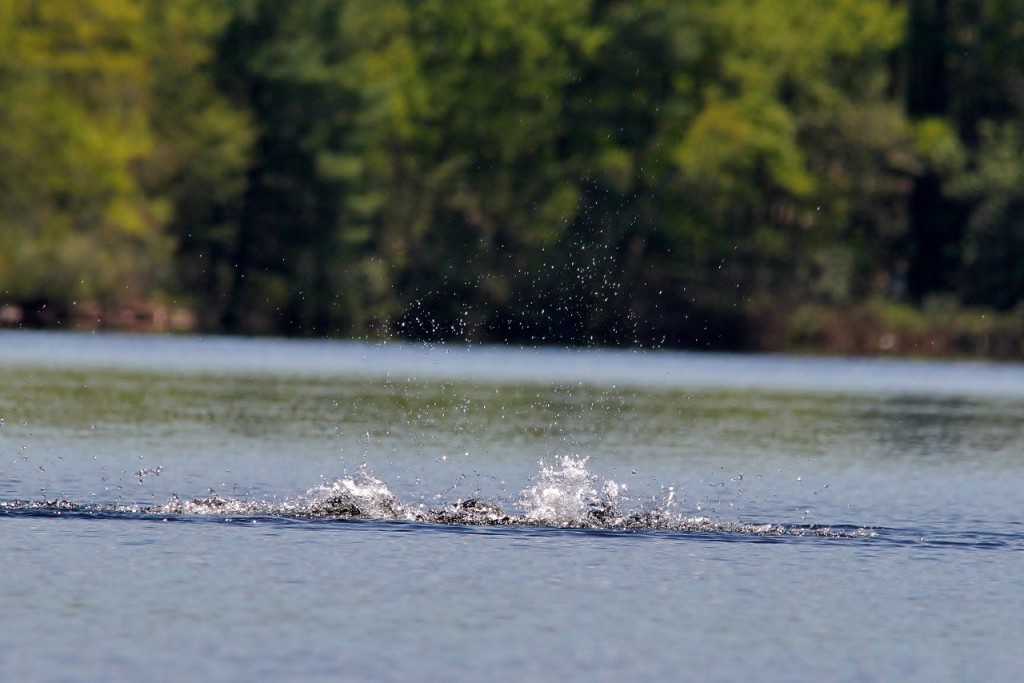 Loons May 18 217 (1280x854)