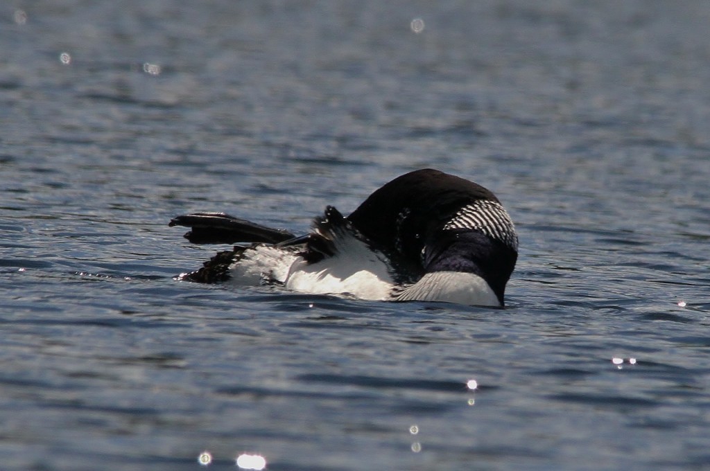 Loons May 18 437 (1280x851)