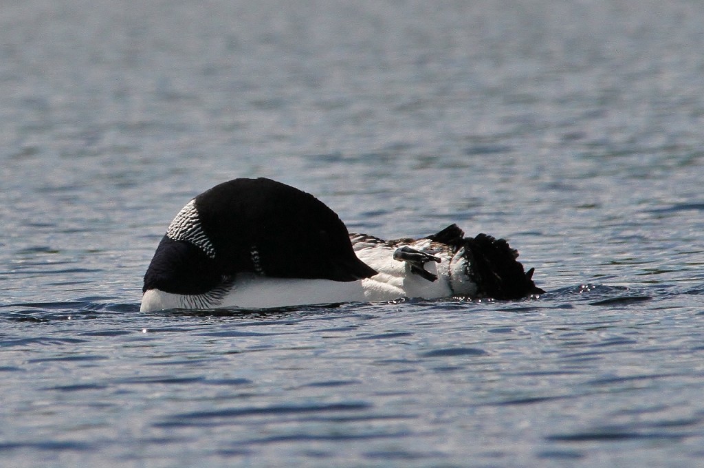 Loons May 18 460 (1280x850)