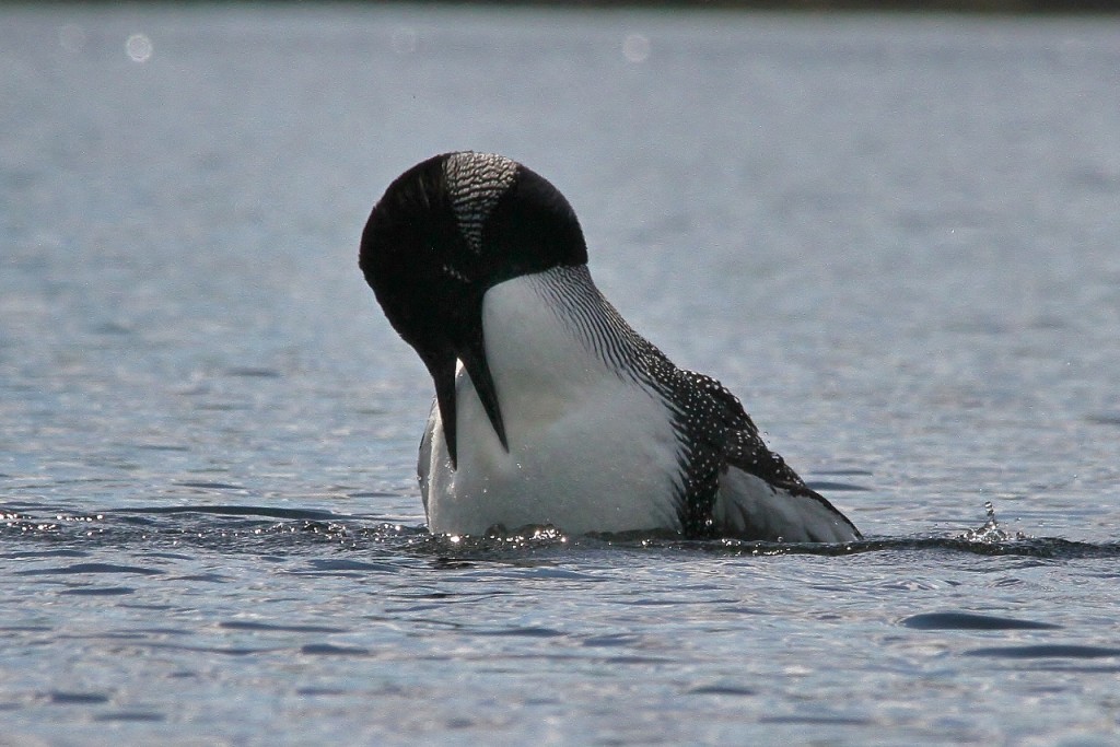 Loons May 18 485 (1280x854)