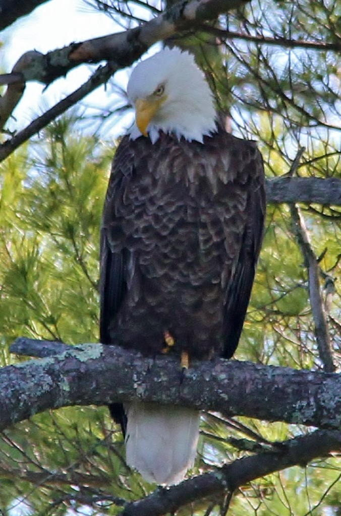 May 27 Eagles 035 (717x1086)