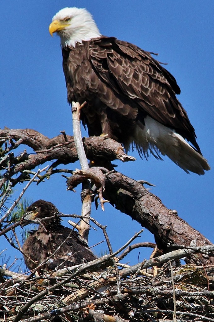 May 27 Eagles 070 (852x1280)