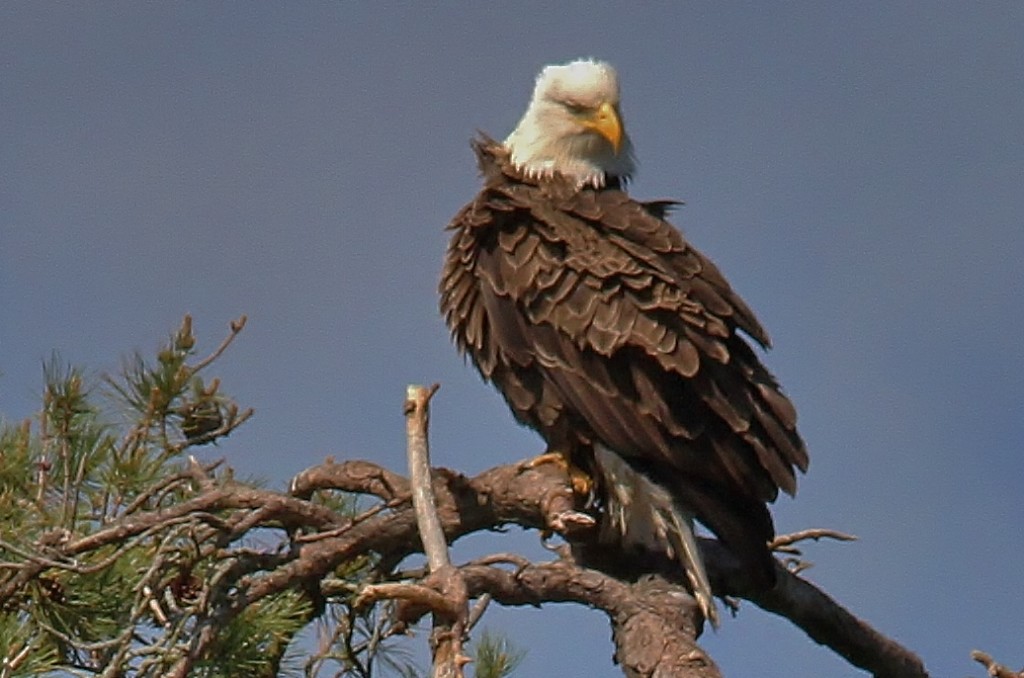 May 27 Eagles 083 (1036x686)