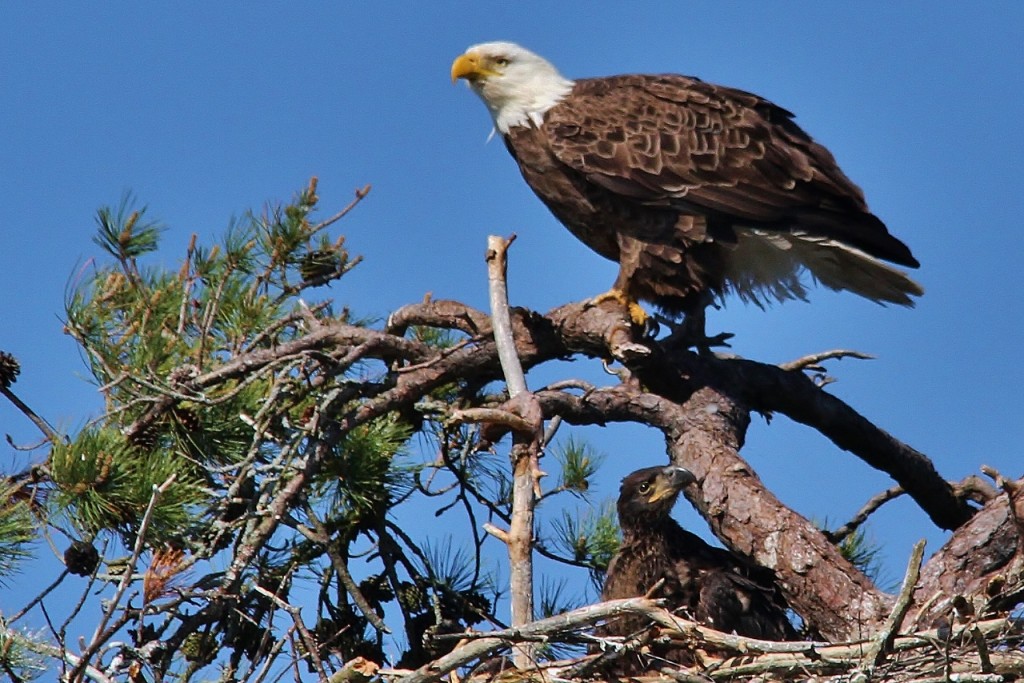 May 27 Eagles 092 (1280x854)