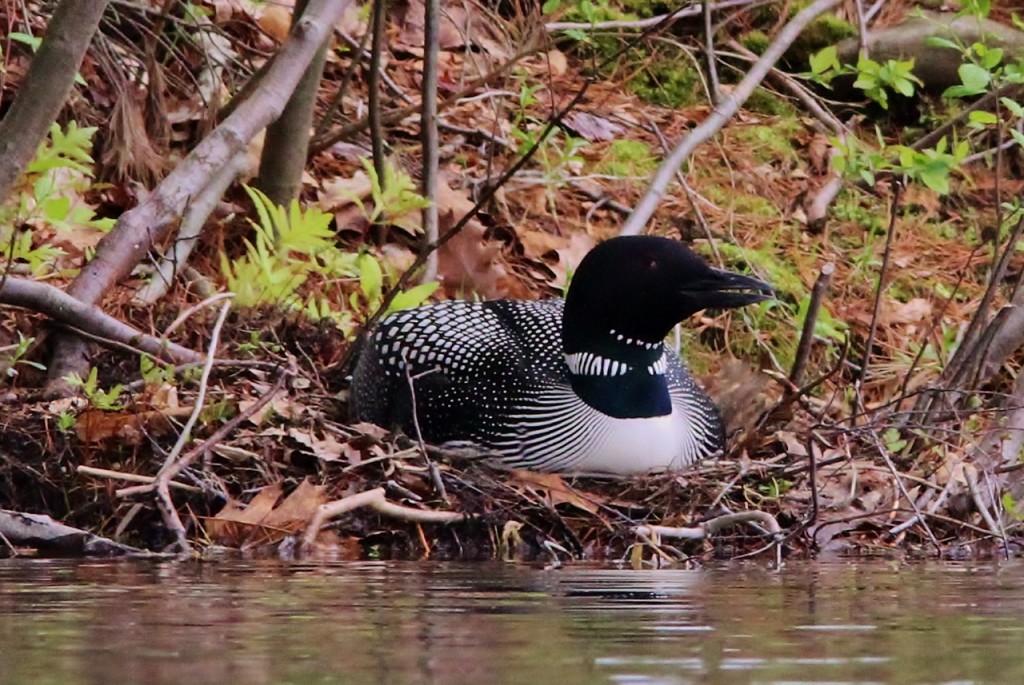 Nesting Loon 2013 002 (1280x857)