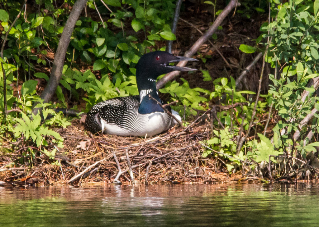 Compare Loon Nest 6-24 008