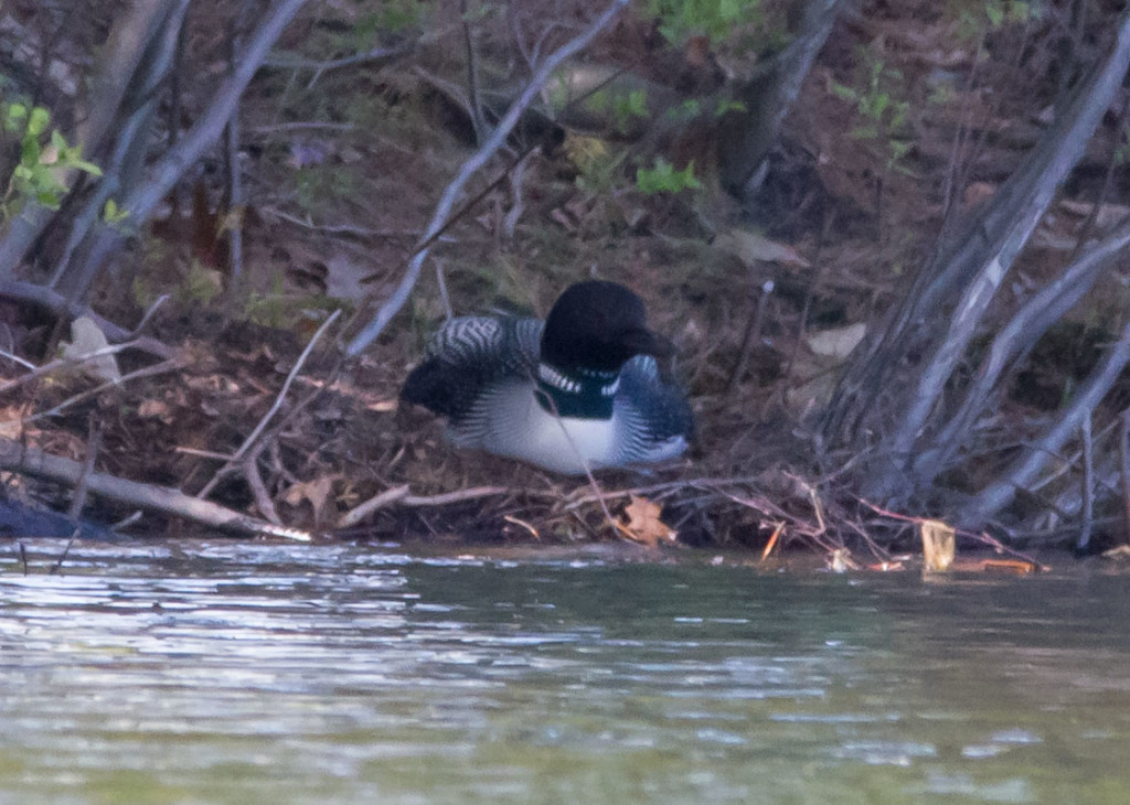 Compare Loon Nest May 18 038