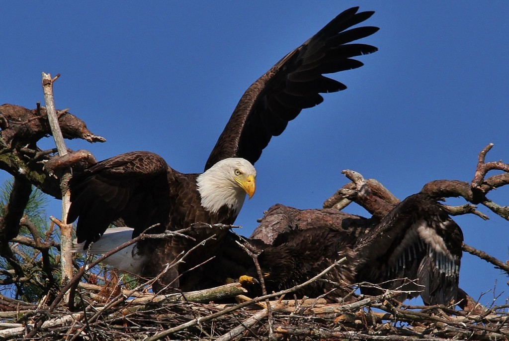 Eagles Loons June 3rd 115 (1280x857)