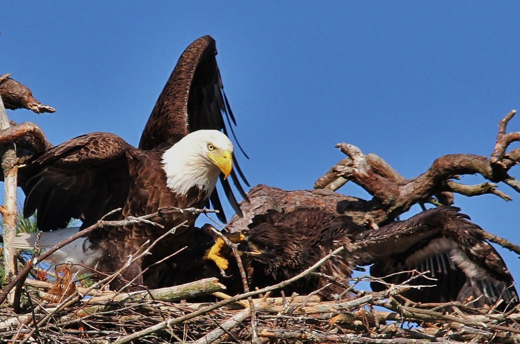 Eagles Loons June 3rd 116 (1280x848)