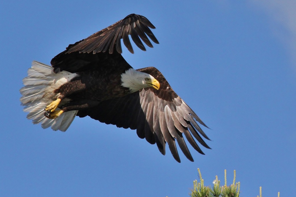 Eagles Loons June 3rd 122 (1280x854)