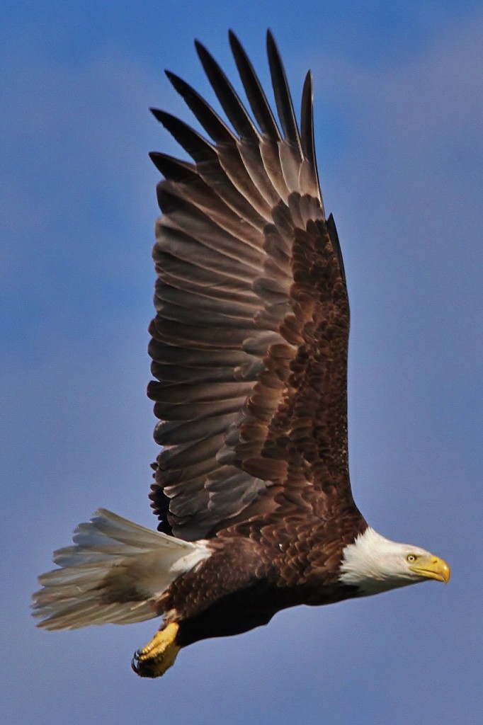 Eagles Loons June 3rd 124 (853x1280)