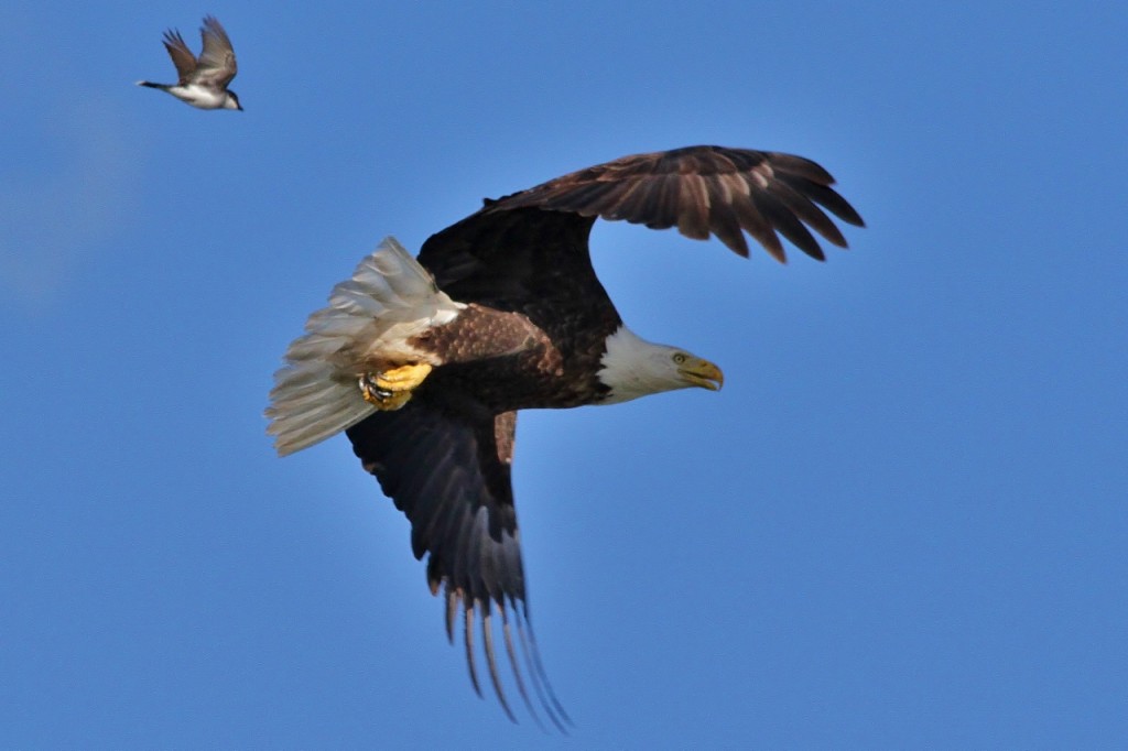 Eagles Loons June 3rd 127 (1280x853)