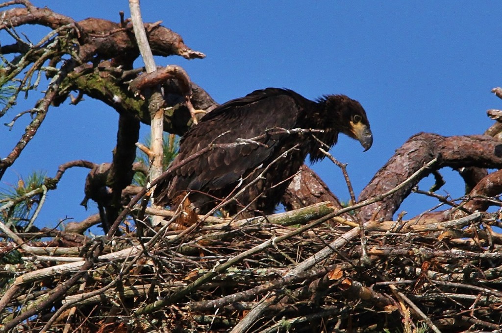 Eagles Loons June 3rd 139 (1280x850)