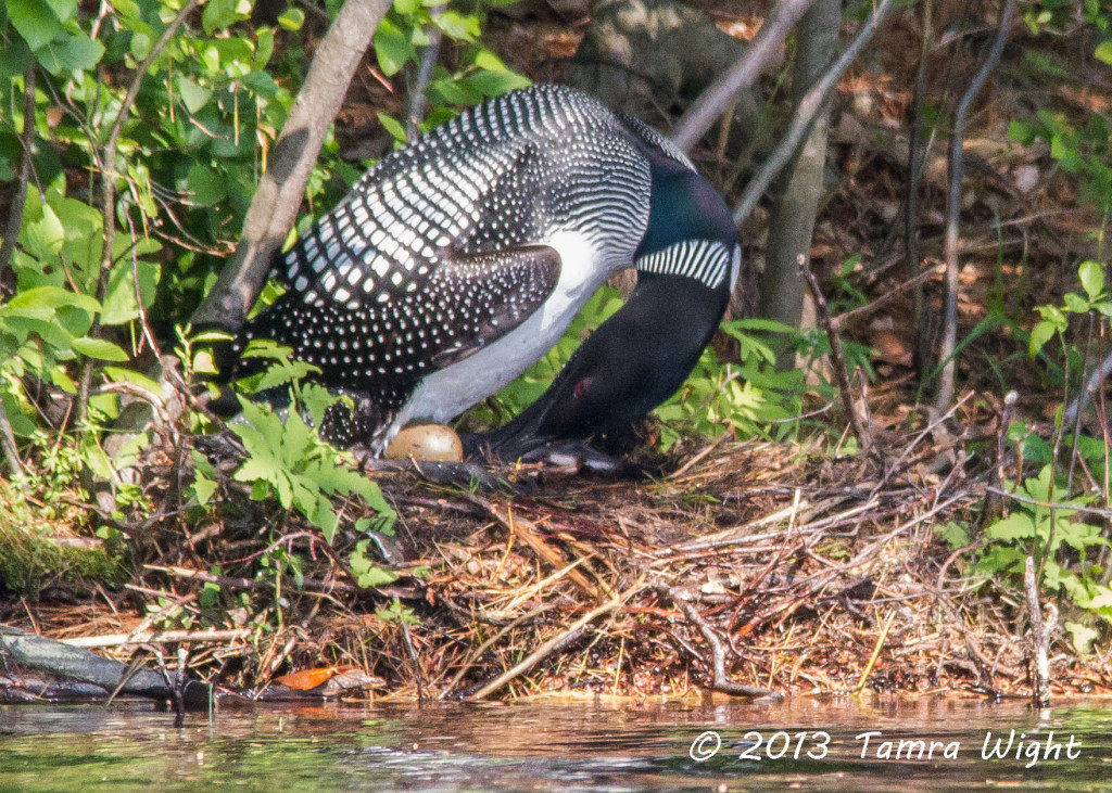 Loons 6-24 244a_edited-1