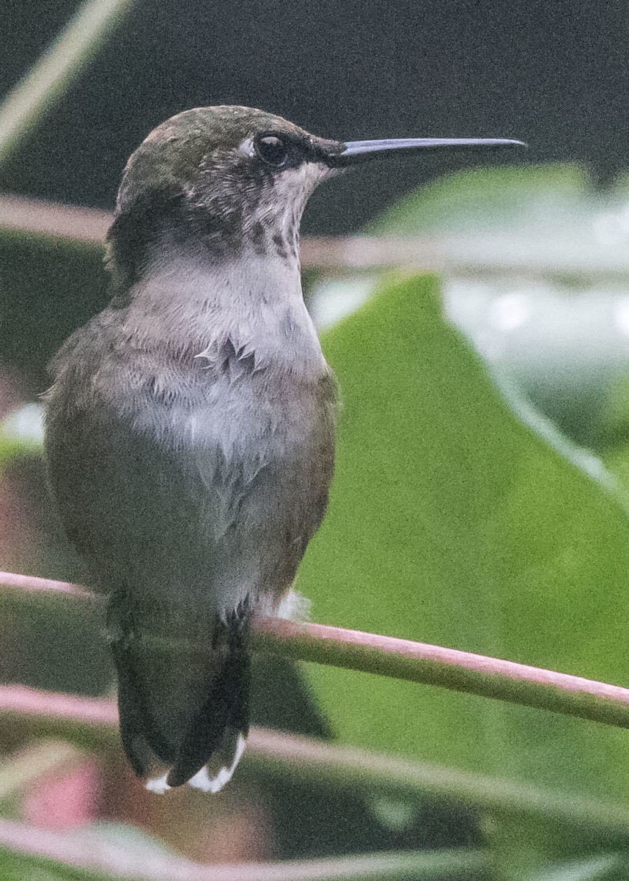 Hummingbird 7-28 077