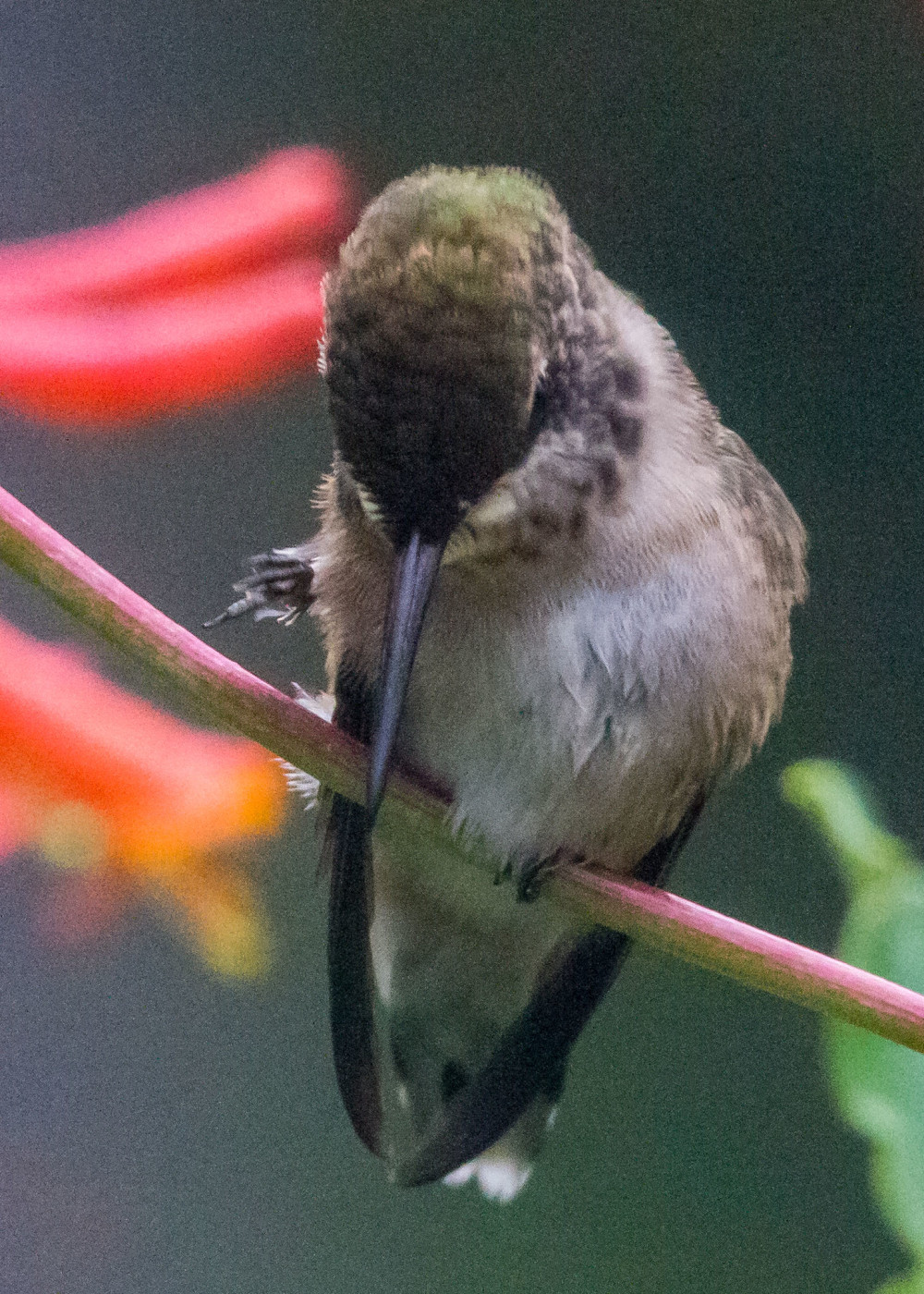 Hummingbird 7-28 106