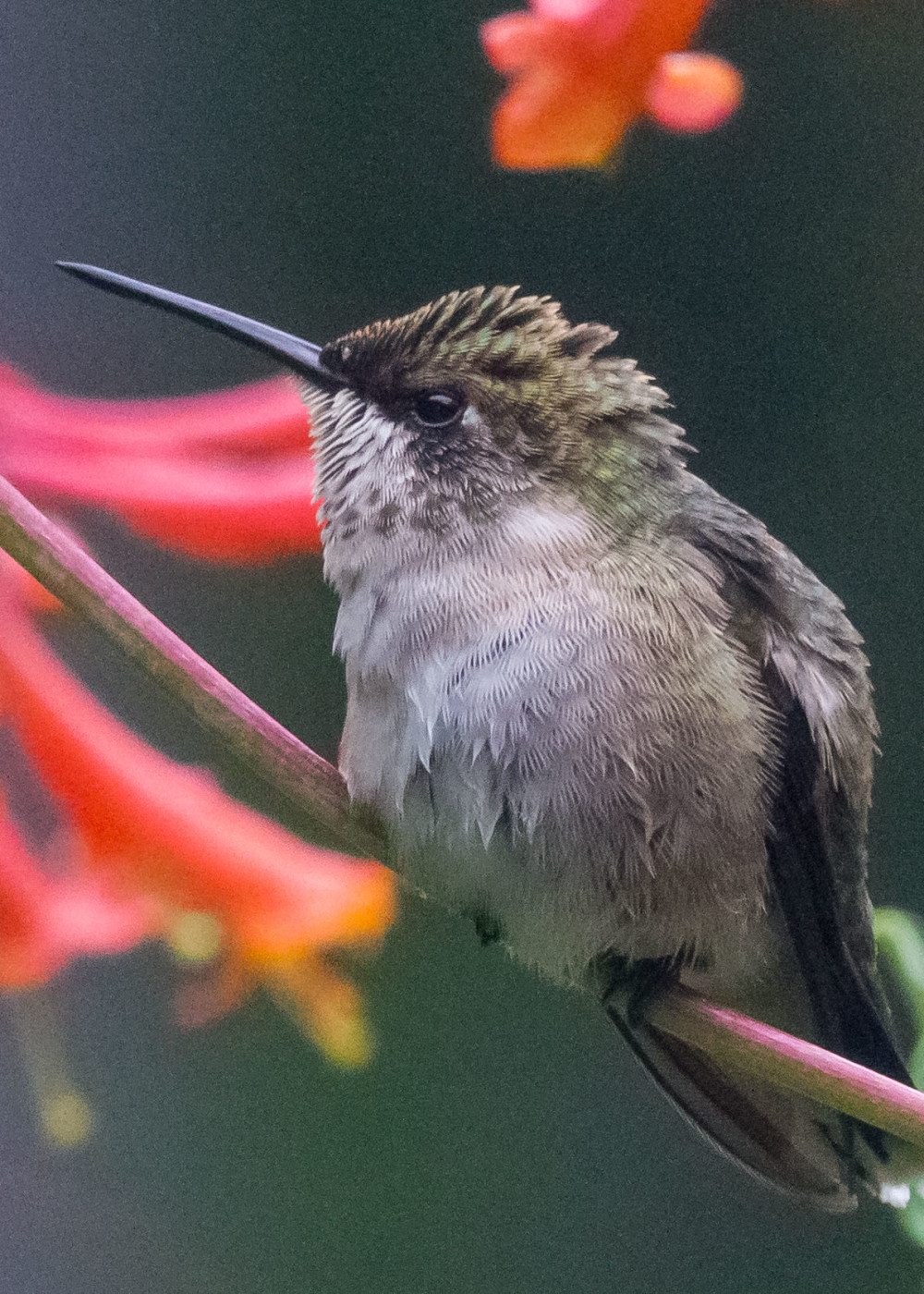 Hummingbird 7-28 113