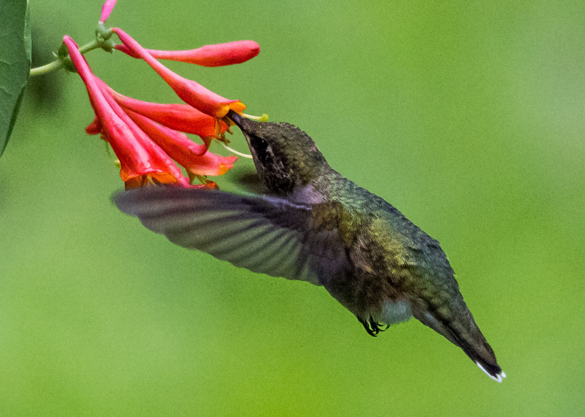 Hummingbird 7-28 175b