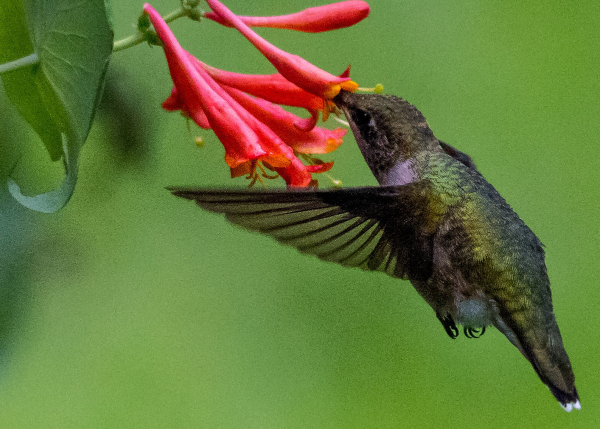 Hummingbird 7-28 176b