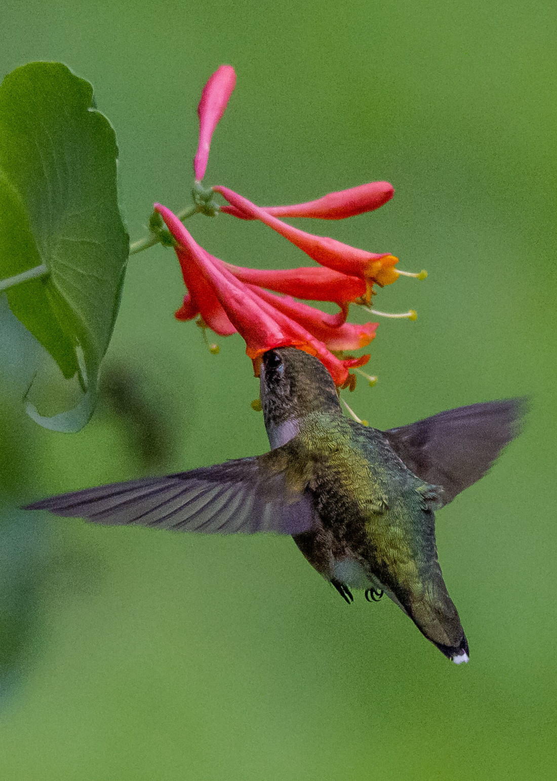 Hummingbird 7-28 183