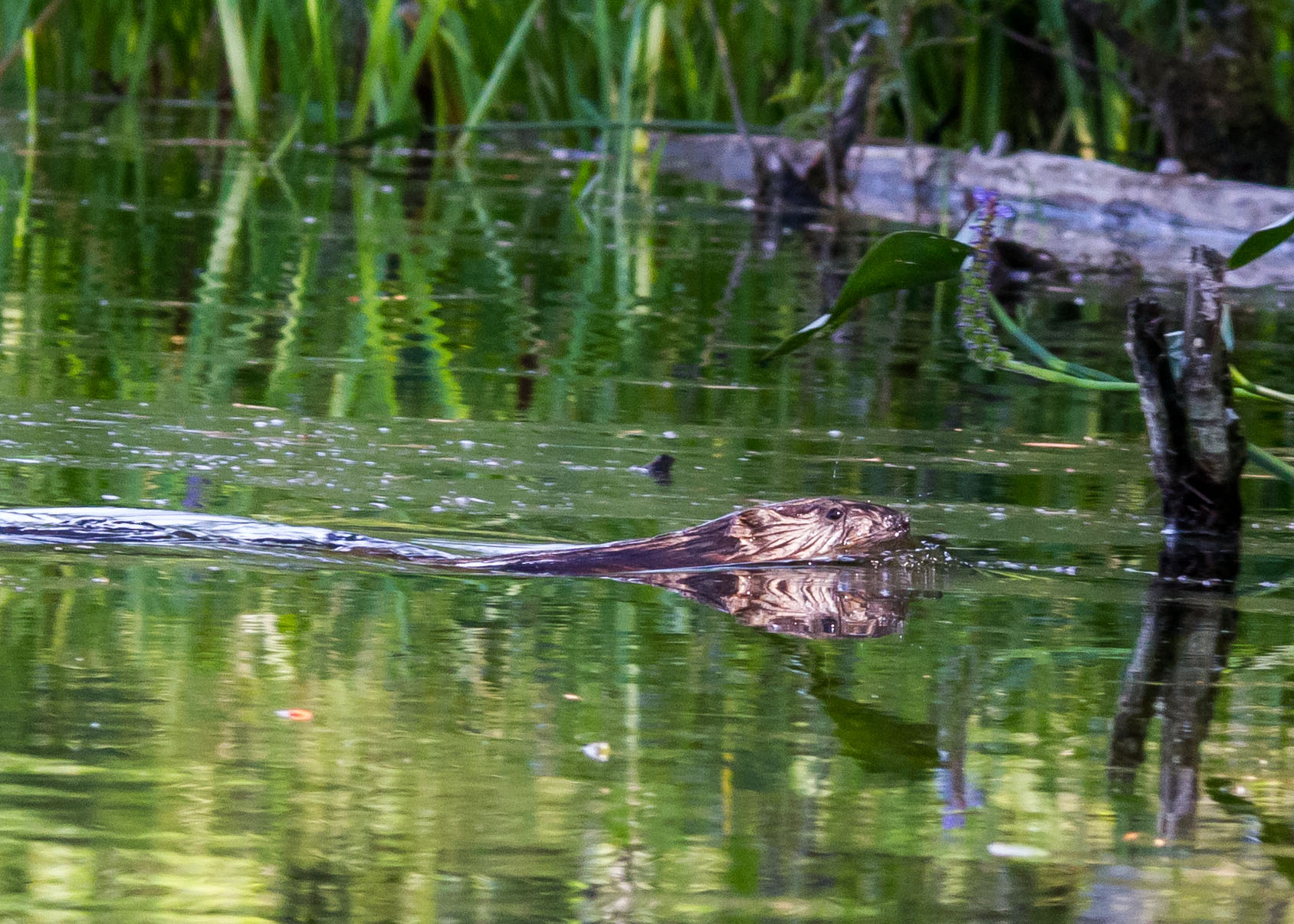 kayaking 724 055