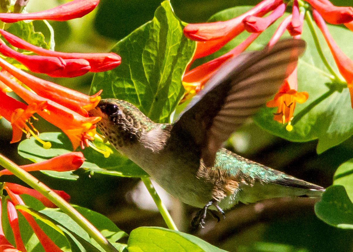 Hummingbird 2 029