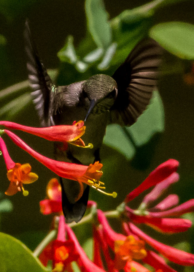 Hummingbird 2 330