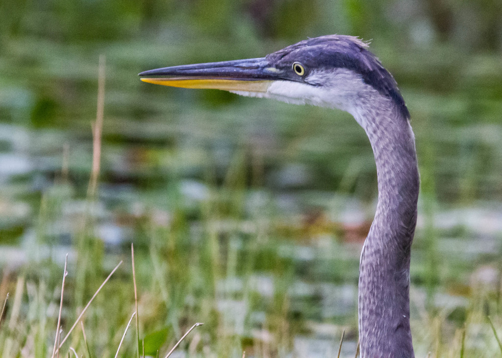 Great Blue Heron 078