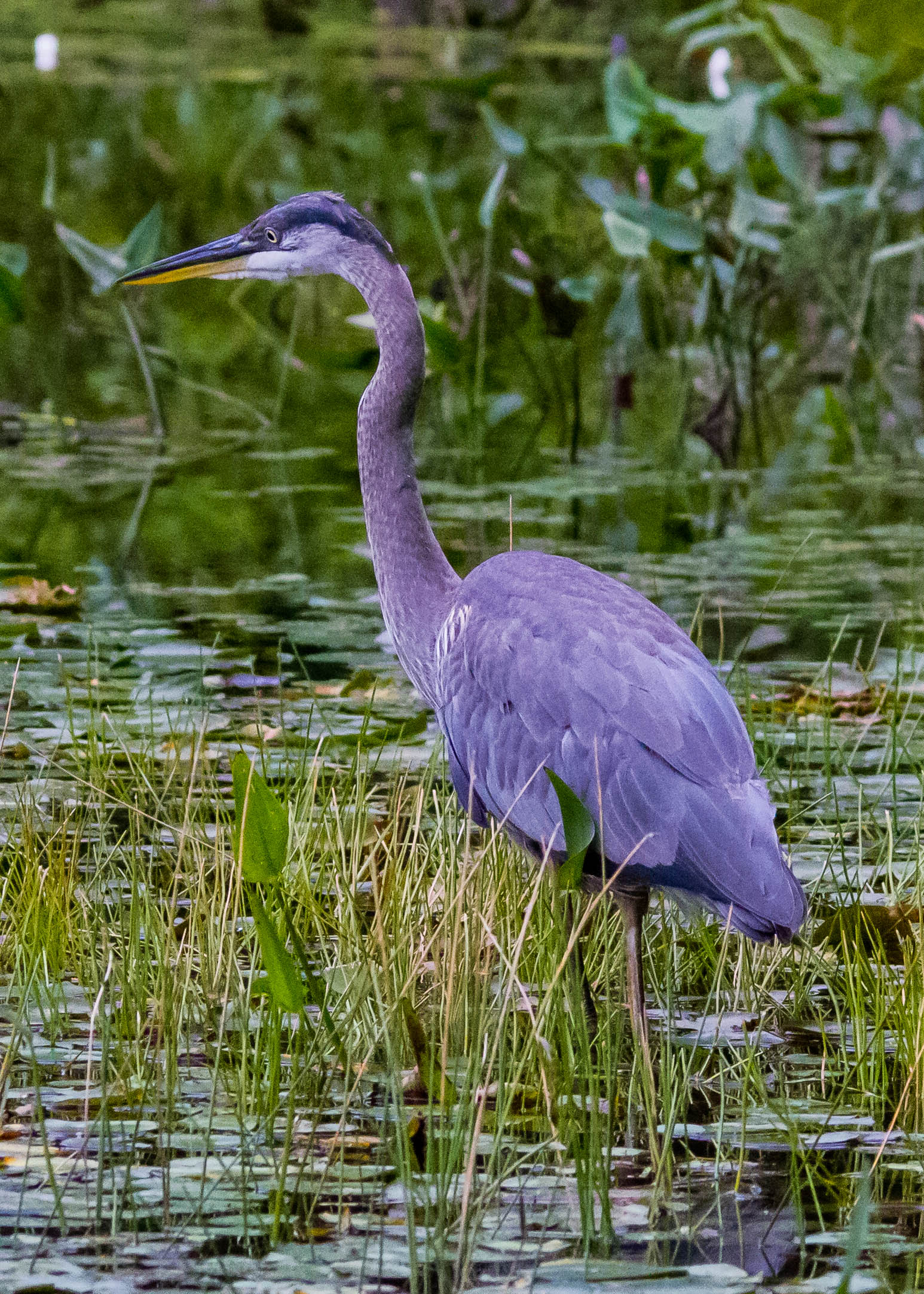 Great Blue Heron 106