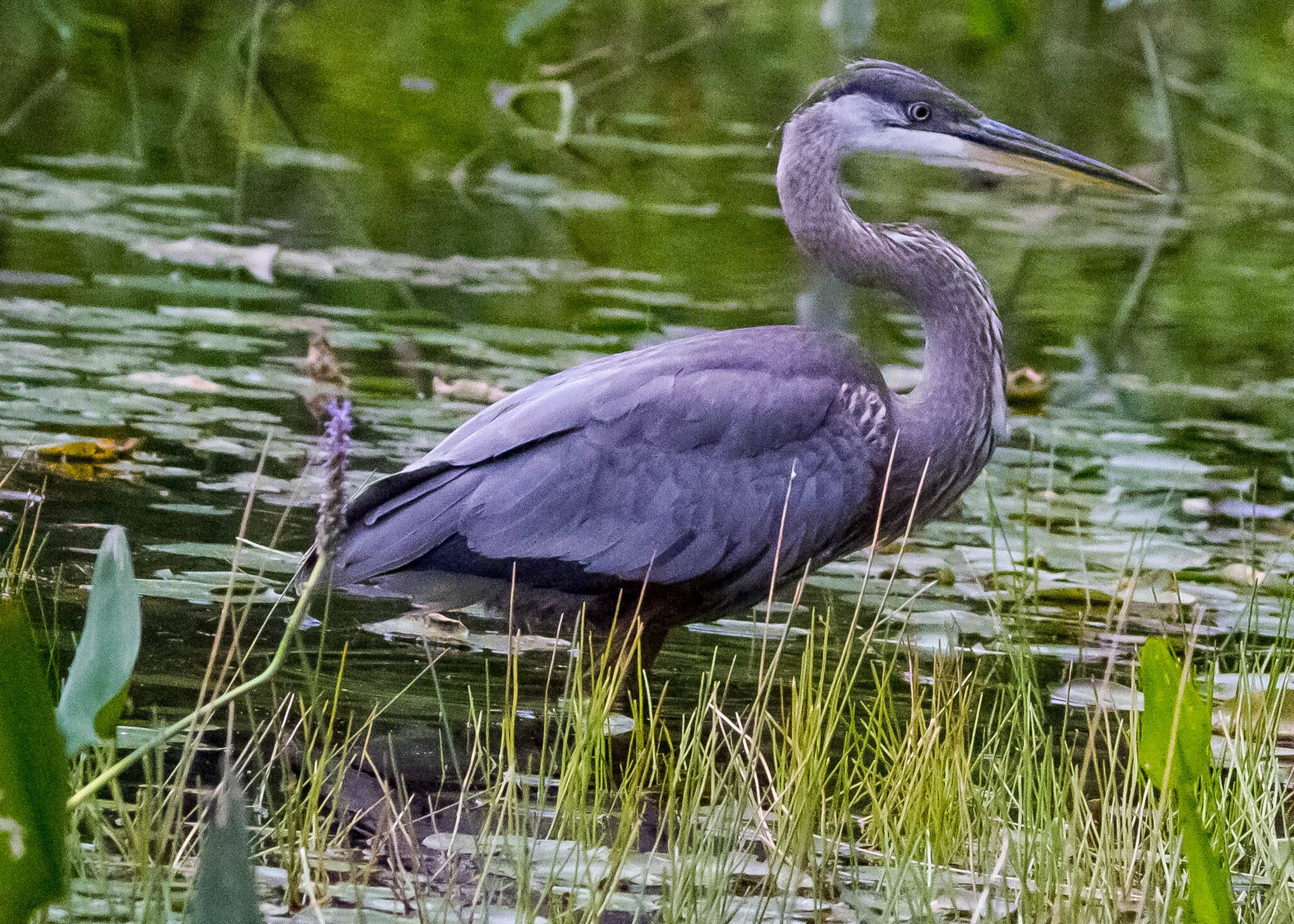 Great Blue Heron 114