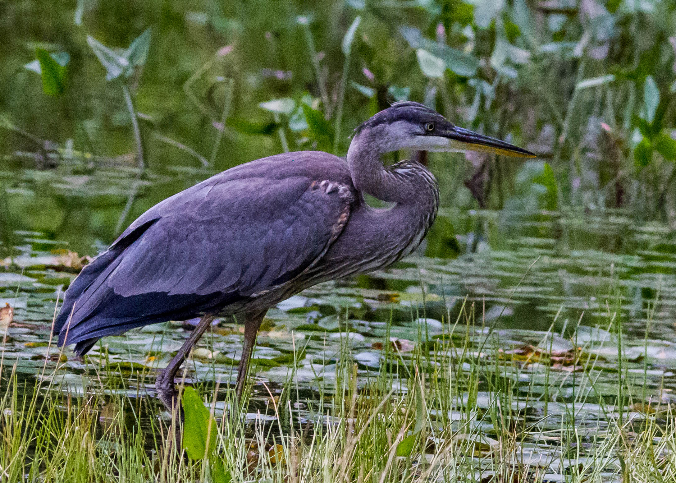 Great Blue Heron 128