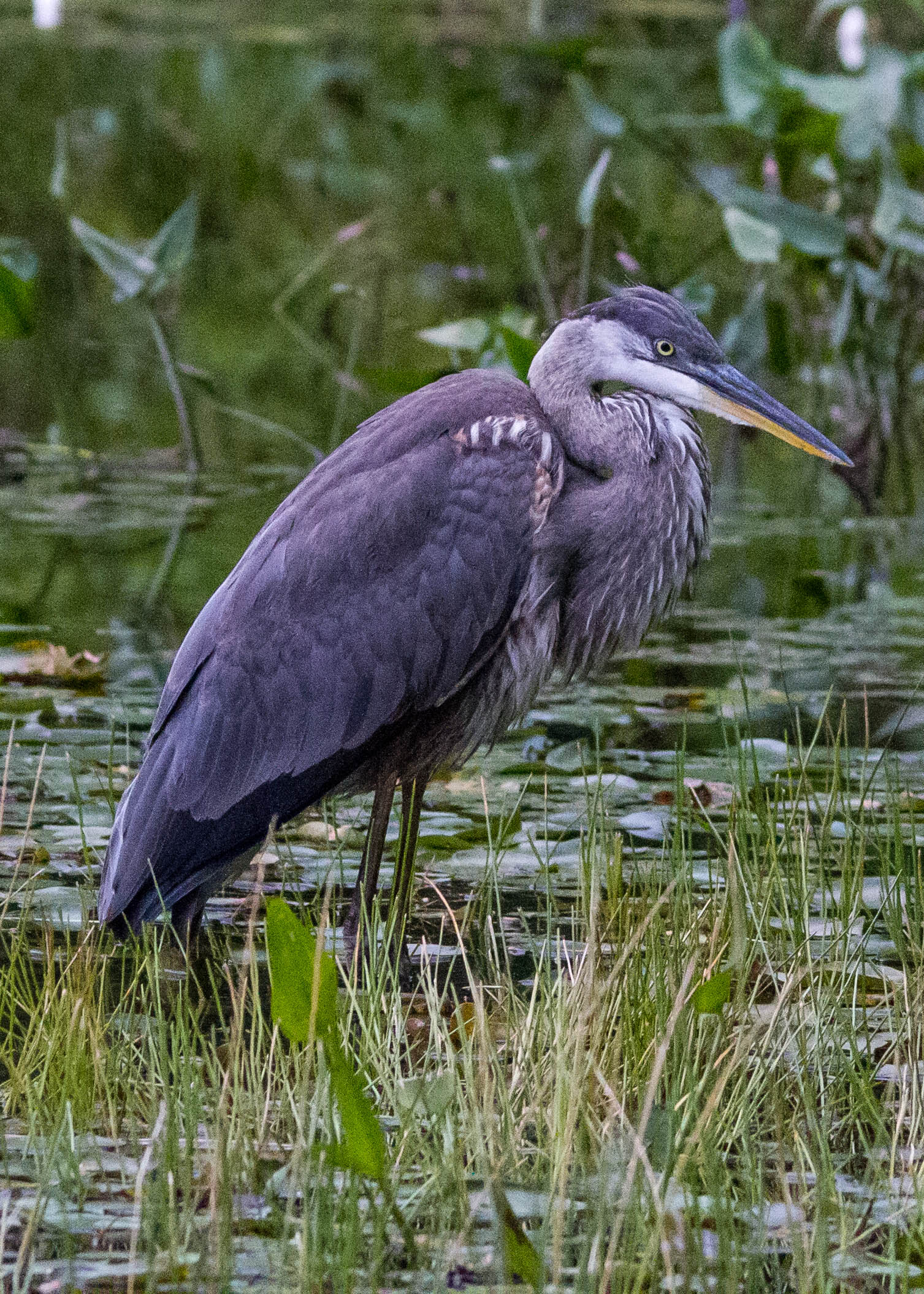 Great Blue Heron 143