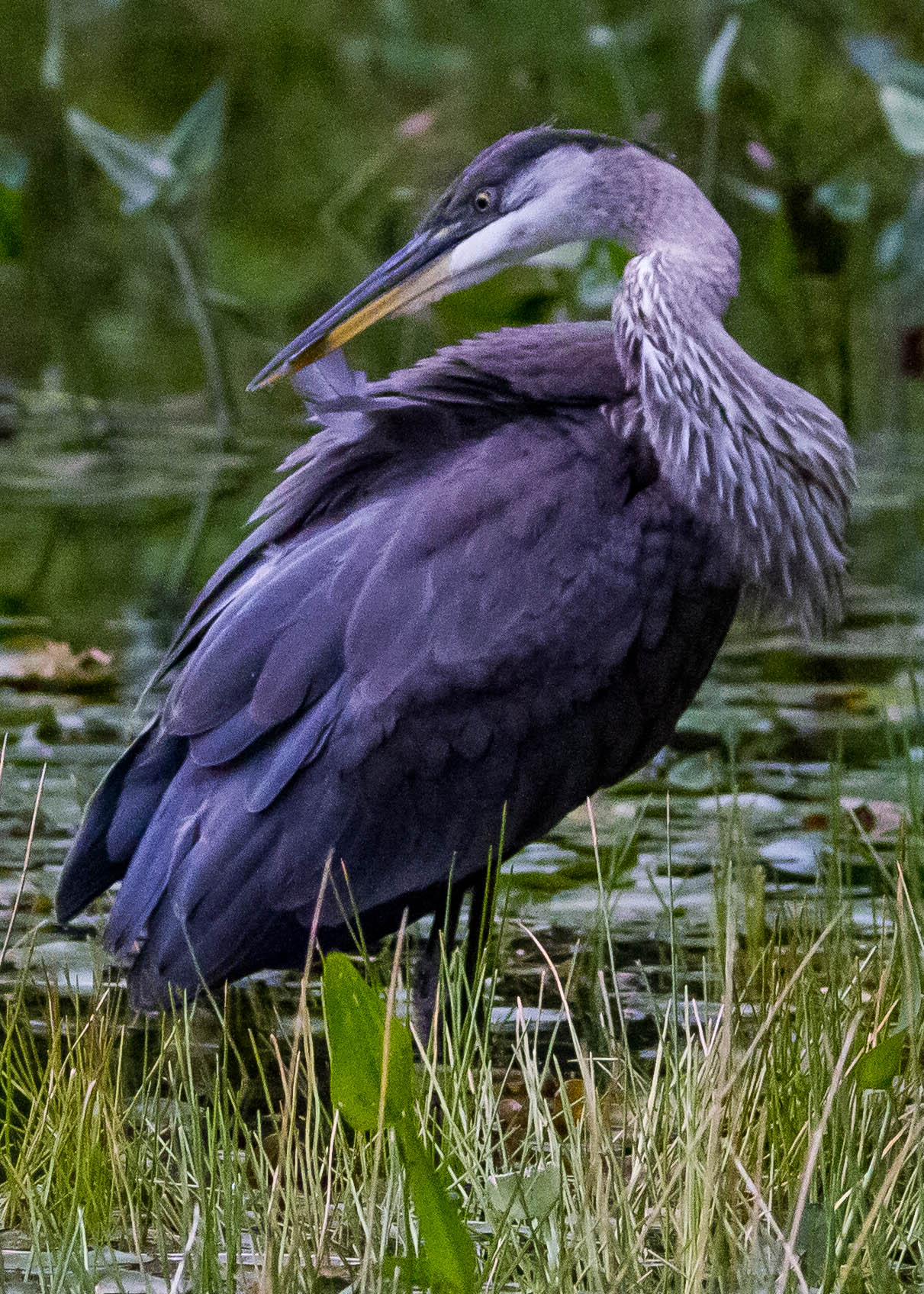 Great Blue Heron 152