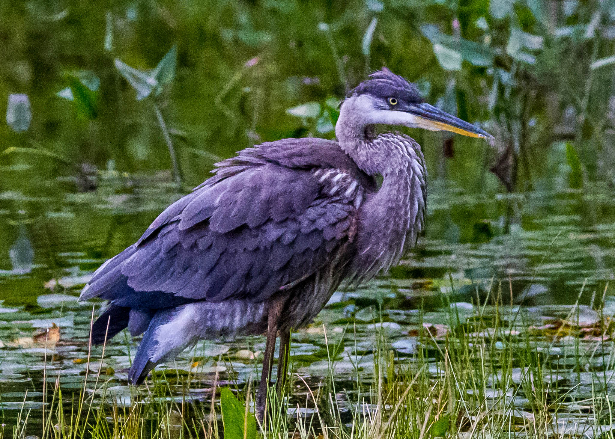 Great Blue Heron 166