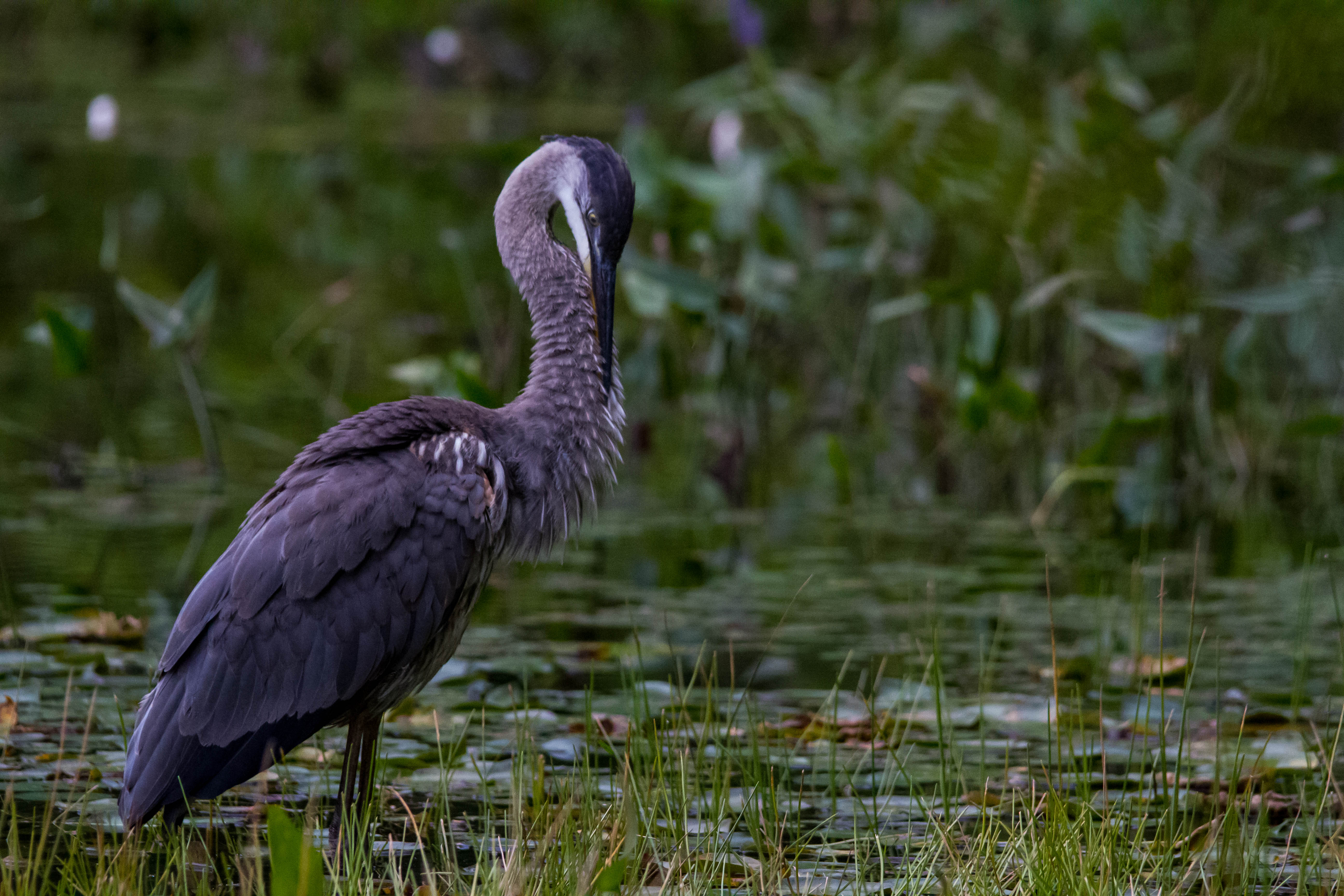 Great Blue Heron 179