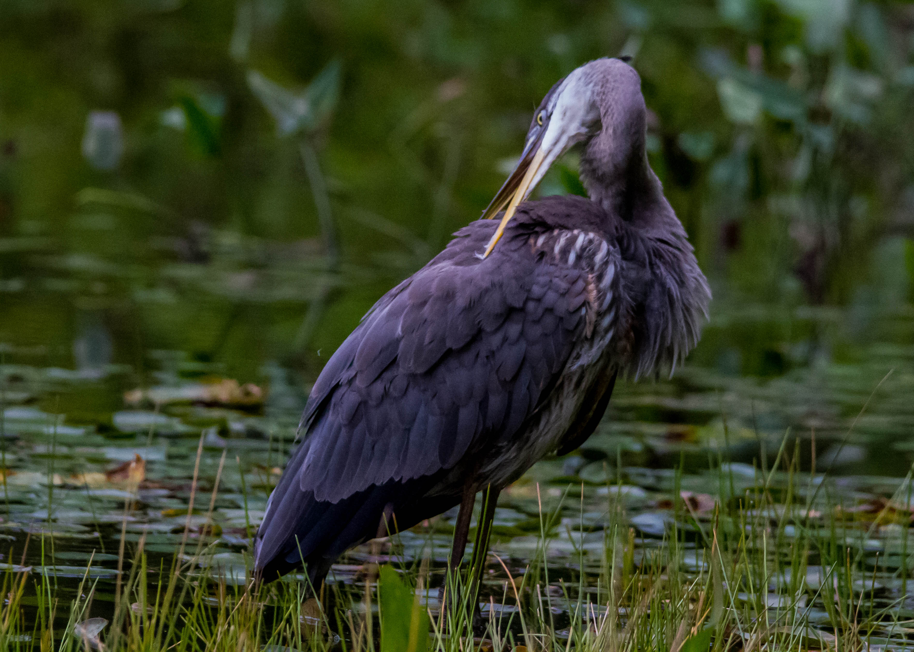 Great Blue Heron 196