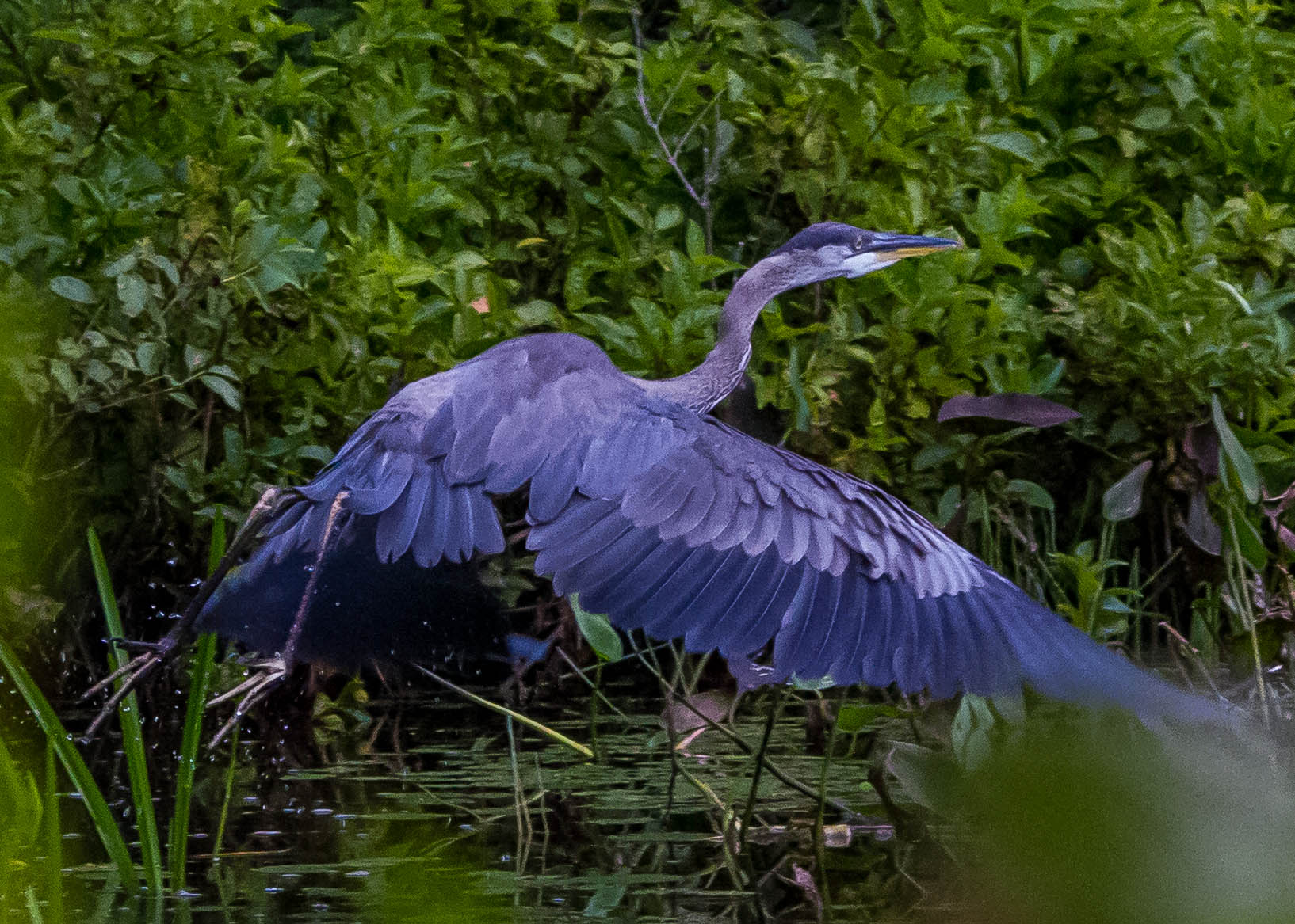 Great Blue Heron 226