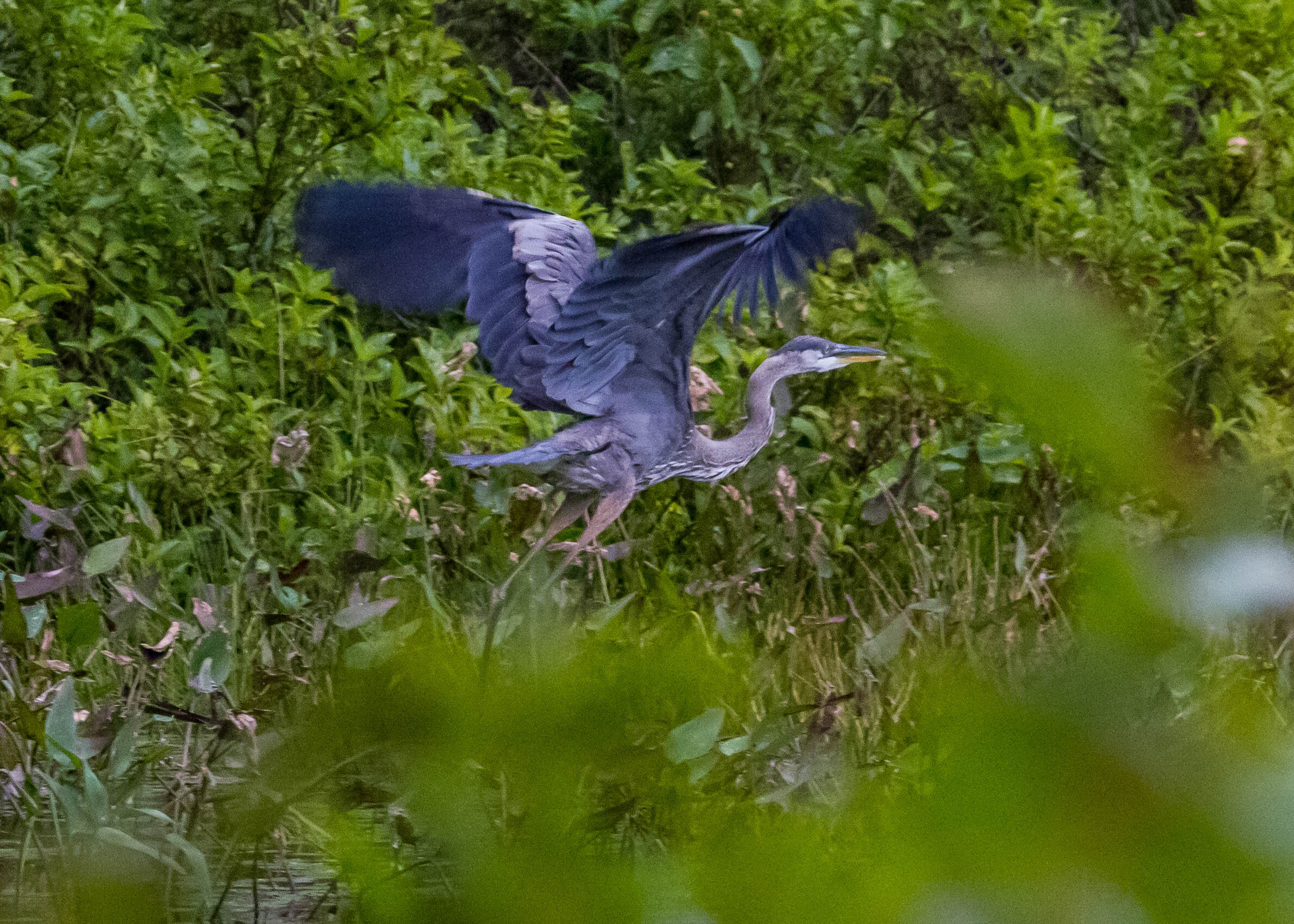 Great Blue Heron 231