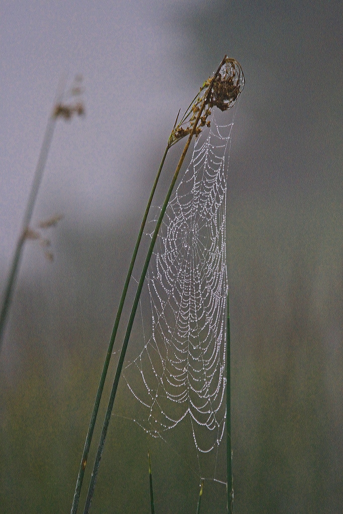 Kayak Foggy Morn 016a (683x1024)