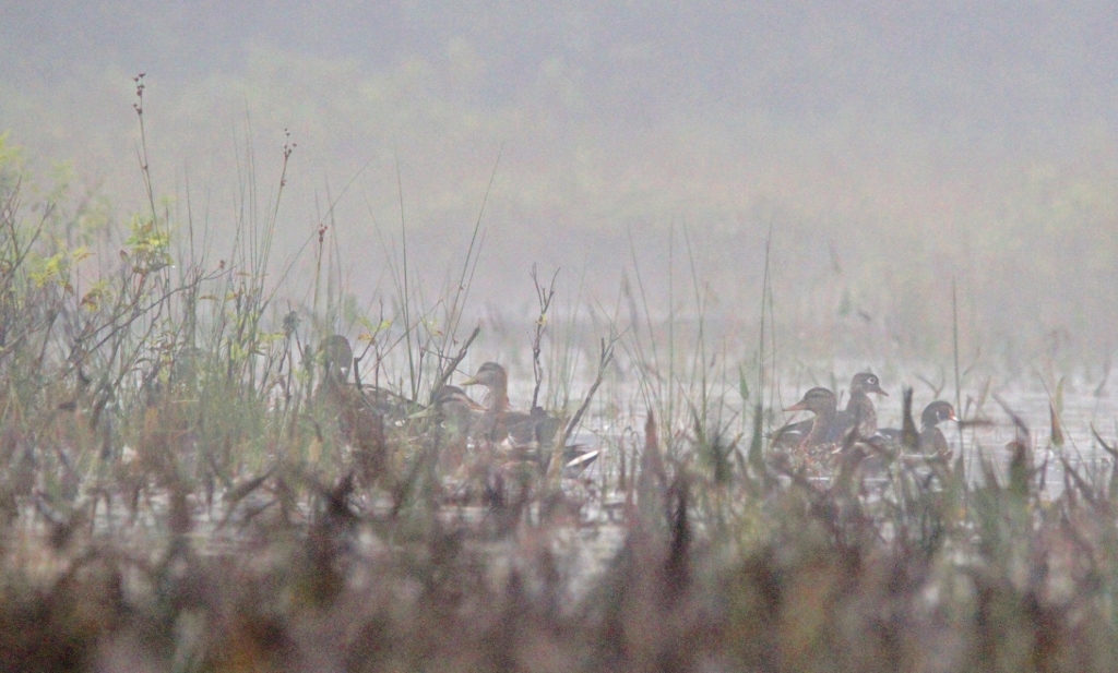 Kayak Foggy Morn 034 (1024x617)