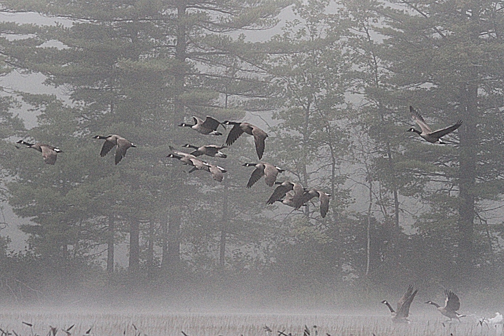 Kayak Foggy Morn 046 (1024x683)