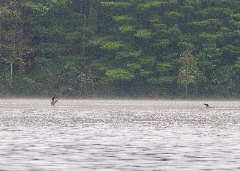 Kayak Foggy Morn 083 (800x571)