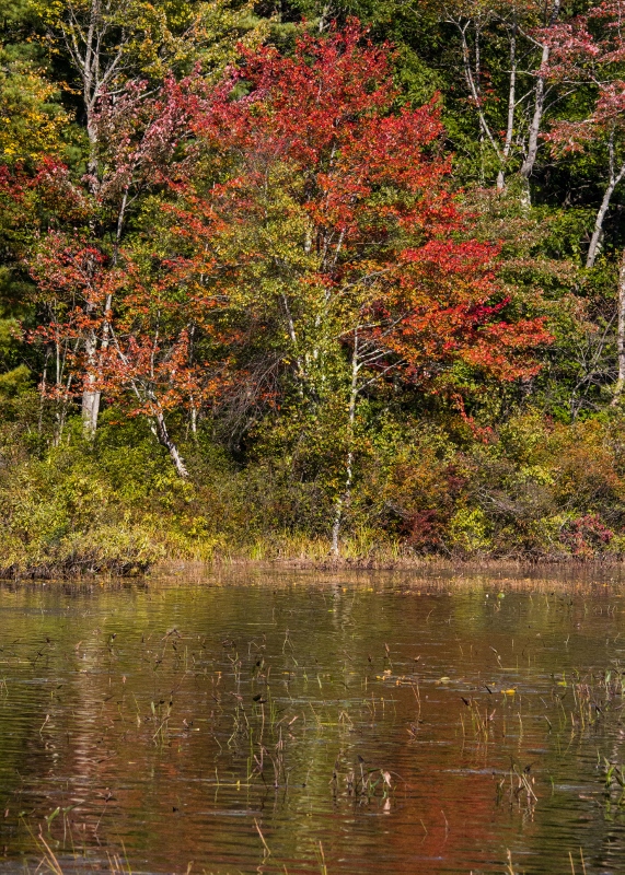 September walk 016 (571x800)