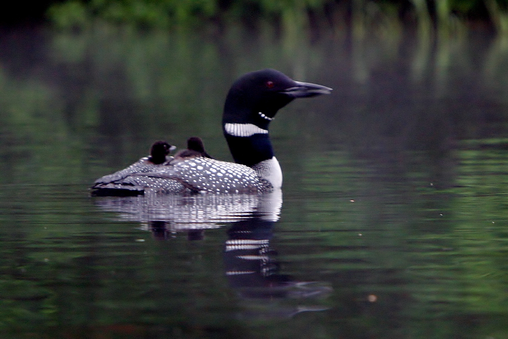 Joyce's Loons 2011 003a