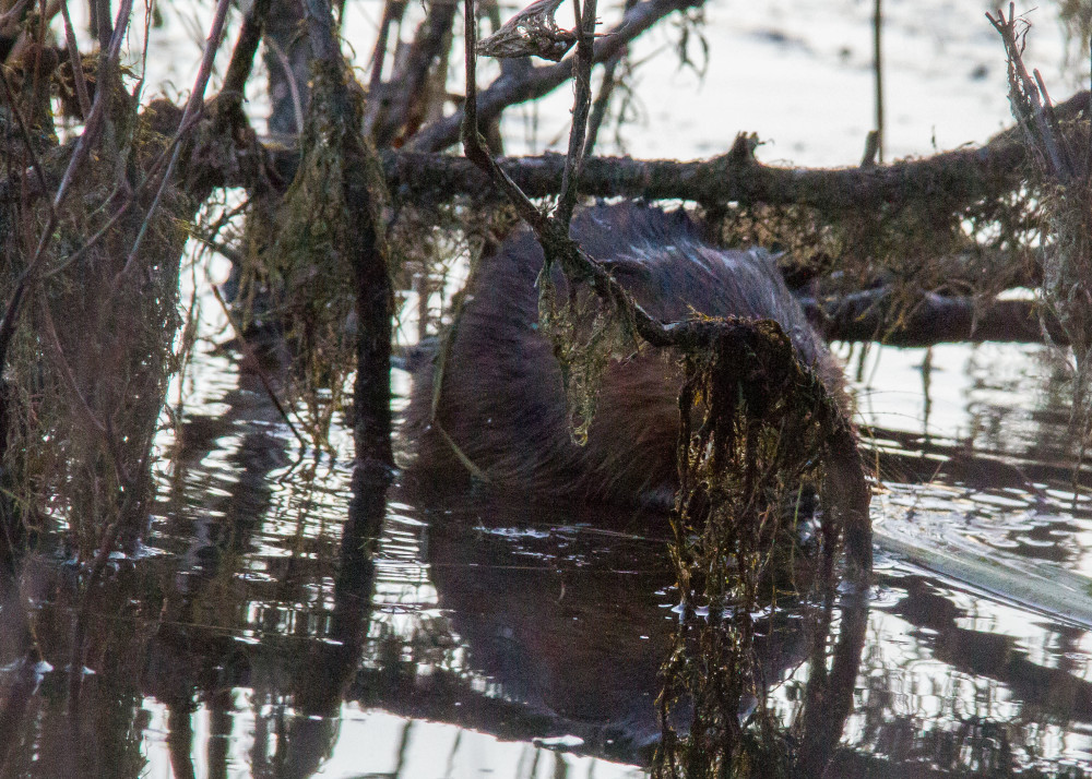 Muskrat 11-23 024