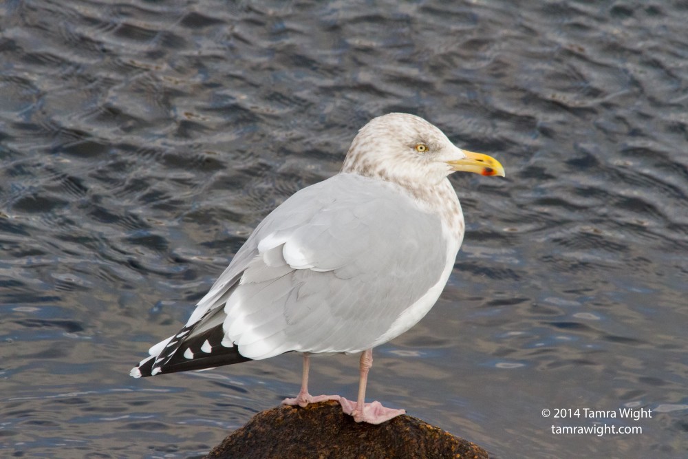 Perkins Cove (140)