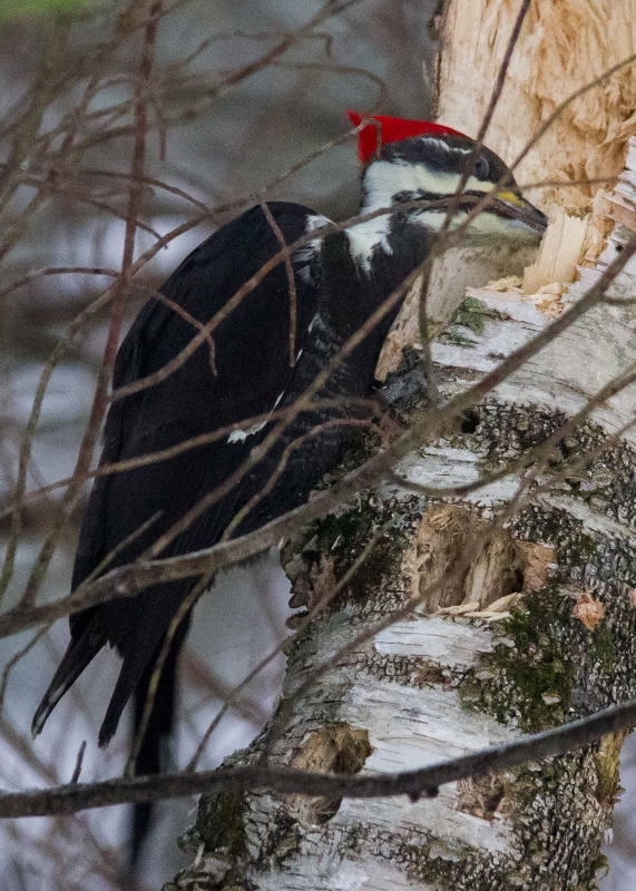 Pileated Woodpecker 087 (571x800)