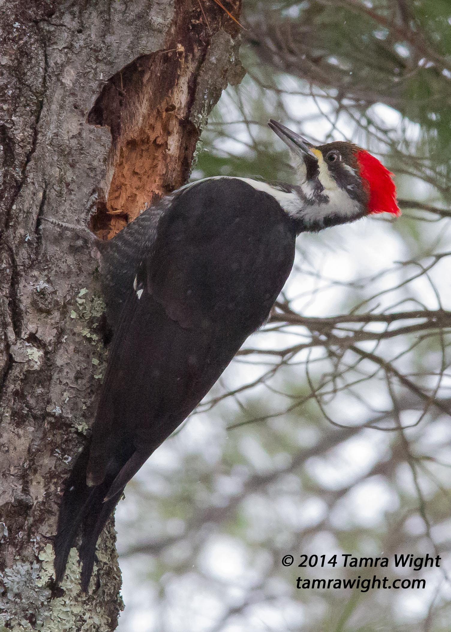pileated woodpecker (28)