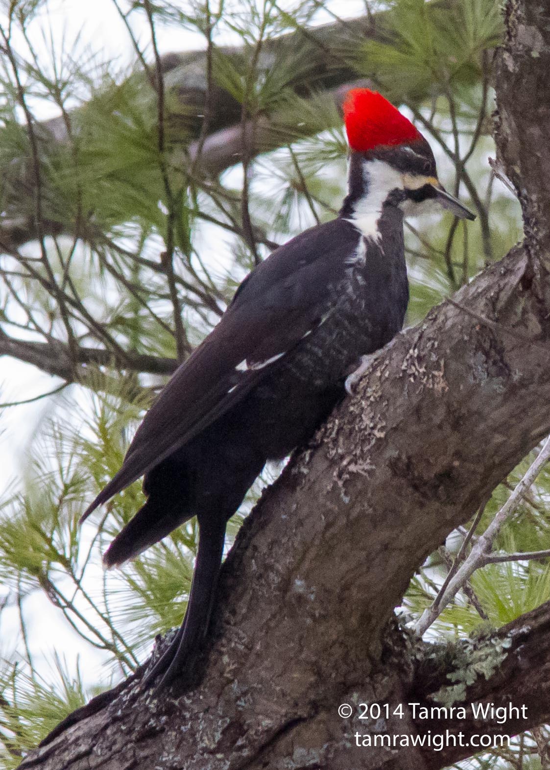 pileated woodpecker (8)